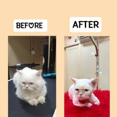 This before and after of Gunduz shows the benefit of a professional groom. Removing the thick, heavy coat helps prevent hairballs and keeps him much more comfortable.