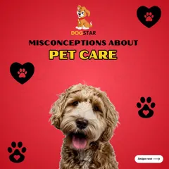 There are many common misconceptions about pet care. We believe in providing clear, expert guidance to help you separate fact from fiction and provide the best possible care for your furry family members.