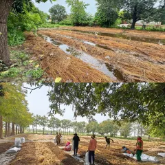 Preparing the land at our Uldeypur site. We use organic waste and stubble to create nutrient-rich compost beds, a sustainable practice managed entirely by our local team.