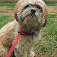 Training a dog like Cheeko isn’t about commands, it’s about connection. When a dog arrives with fear and mistrust, my first job is to bond and become a safe space. Only when a dog trusts can they truly learn. This picture captures that moment of belief.