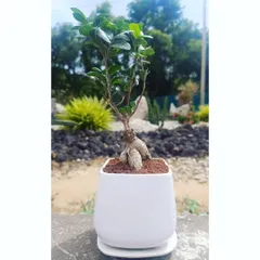 A close-up of a single Ficus bonsai in a clean, white ceramic pot. Each plant has a unique character, making it a personal and living gift that continues to grow.