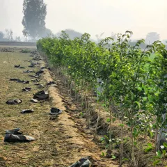 A long row of young Ficus saplings planted in the ground at our farm. We nurture these plants for months or even years until they are ready for landscaping projects.