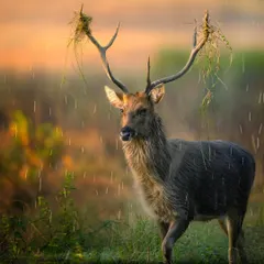 In the pouring rain at Kanha National Park, I found this magnificent Barasingha, or swamp deer. He had been decorating his antlers with grass, a behavior seen during the rut. This shot captures his raw, majestic presence against the moody, atmospheric backdrop of the monsoon.