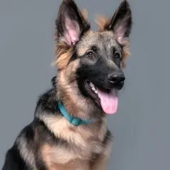A striking portrait of a German Shepherd taken at a pop-up event in Vadodara. My professional setup ensures studio-quality results, no matter the location.