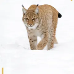 A stunning Eurasian Lynx, with its characteristic tufted ears, prowls through deep snow. This is another rare predator we aim to spot during our winter wildlife expeditions in the remote mountains of Asia.