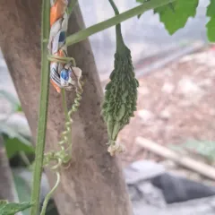 This is a small bitter gourd, or karela, ready to be harvested. Growing climbing vegetables is very rewarding on a terrace.