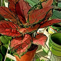 The vibrant color of the Red Aglaonema makes it a stunning indoor plant. It is easy to care for and adds a beautiful splash of red and pink to any room. This is a great choice if you want a low maintenance plant that is also a showstopper.