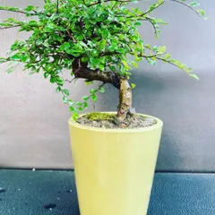 If you're new to bonsai, I have plenty of small starter plants like this one. It's a great way to begin the hobby of bonsai cultivation without a big investment.