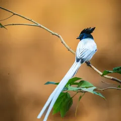 The Indian Paradise Flycatcher is pure elegance. This is the white morph of the species, and I framed it against a soft, earthy background in Pune to emphasize its graceful form and the incredible length of its tail feathers. It’s a testament to how I use composition to tell a story.