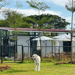 A view of our modern cafe and boarding facility from the park.