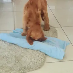 Part of Neo's training involves channeling his energy into positive outlets. Enrichment activities like this snuffle mat game help reduce frustration and prevent problem behaviors like puppy biting.