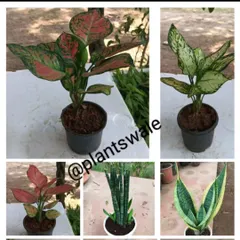 A collage showing some of our most popular air-purifying plants, including different varieties of Aglaonema and Sansevieria (Snake Plant).