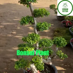 A classic multi-tiered Ficus bonsai, carefully trained over many years.