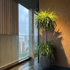 The Draco plant brings pure drama, lighting up this balcony corner with its theatrical presence. We use statement plants like this to create a focal point even in compact spaces.