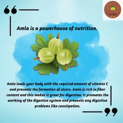 Amla, or Indian gooseberry, is a powerhouse of nutrition. It's rich in Vitamin C and fiber, making it great for digestion. My Amla pickle is a tasty way to enjoy its benefits.
