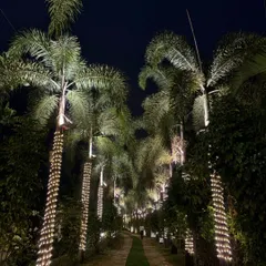 A simple yet incredibly romantic pathway to forever. We wrapped the tree trunks along this walkway with fairy lights, creating a magical, glowing path for an evening event.