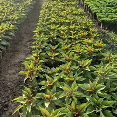 A look at our stock of winter flowering plants, all lined up and ready for bulk orders. We maintain large quantities to serve landscaping projects of any size.