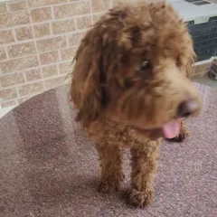 A side profile of the Poodle post-grooming, highlighting the even and neat trim across its body.