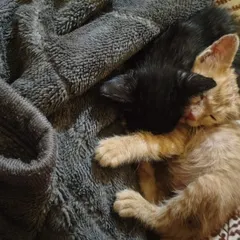 There is nothing like the comfort of a friend. This bonded pair, a ginger and a black kitten, found solace in each other after being rescued. Adopting a pair means they always have a playmate and companion.