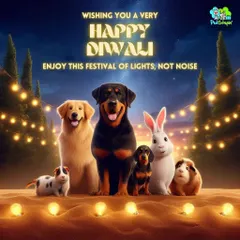 Our message for Diwali is simple: let's celebrate the festival of lights, not noise. This graphic represents our commitment to providing a safe haven for all pets, including dogs, cats, rabbits, and guinea pigs, during loud festivities.
