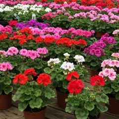 A sea of colorful Geraniums at the nursery, showing the wide palette of blooms I offer.