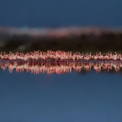 At Sambhar Lake, the evening light created a perfect mirror on the water. I photographed this flock of flamingos as they engaged in their courtship rituals, their pink hues creating a vibrant line against the deep blue of the water and sky. It’s a moment of pure symmetry and natural art.