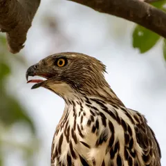 A close-up of a Changeable Hawk-Eagle at Rajaji Tiger Reserve. Its piercing yellow eye and sharp beak are the tools of a fierce predator.