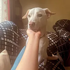 Building trust is the first step in behavior modification. Here, Thunder is learning to be comfortable with gentle handling, a huge step for a dog reactive to strangers.