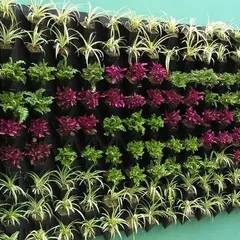 This vertical garden showcases a striped pattern, alternating rows of purple, green, and white foliage. This technique is effective for adding a structured, graphic element to a home or office wall.