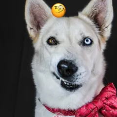 A quirky, expressive portrait of a husky with heterochromia. The simple black background makes his unique features and funny expression pop.