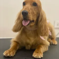 Zoe the Cocker Spaniel relaxing on the grooming table. Her golden coat is glowing after a conditioning treatment.