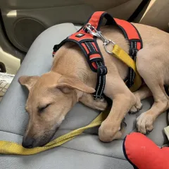This is how your kiddo travels with me, sleeping peacefully on a clean seat. I provide a hygienic and comfortable environment, unlike many other services that use cages or carriers.