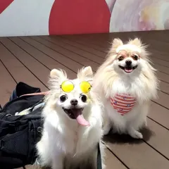 These two stylish Pomeranians are ready for their day out. We believe every pet has a unique personality, and a good grooming session helps it shine.