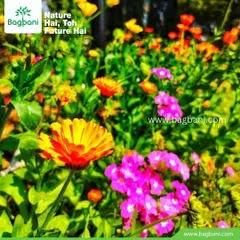 Calendula flowers bring a cheerful orange and yellow glow to any garden bed. We plant these as part of our seasonal flower services to ensure your garden is bright, even in cooler months.
