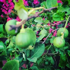 This lemon tree is a gift that keeps on giving. Set against a backdrop of pink bougainvillea, it shows how edible plants can be both beautiful and productive.