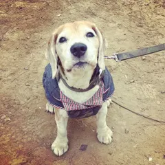 Dexter, a 10-year-old Beagle with a heart condition and a bite history, is a long-time regular at our facility. His owners trust us to manage his special needs and behavior, and it's always a pleasure to have this senior boy with us.