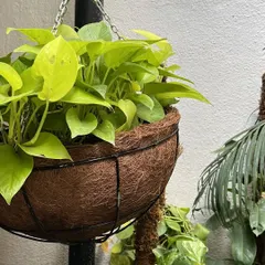 A simple yet effective hanging basket made with a coir liner. This natural material provides excellent drainage and aeration for the roots of trailing plants like this vibrant Neon Pothos.