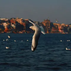 A single gull in flight over the Ganga, with the ancient city of Varanasi blurred in the background. This color photograph captures the freedom and spirit of the place.