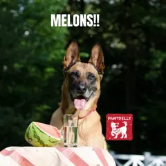 Yes, dogs can eat watermelon. It's a fantastic, hydrating snack packed with vitamins. Just be sure to remove the seeds and rind first.
