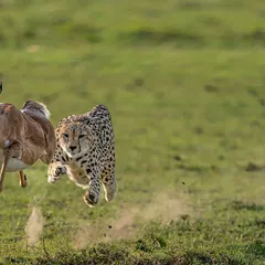 This is the shot that changed everything for me. Capturing the "Flying Hunt" was a heart-pounding moment of pure adrenaline and respect for the cheetah's incredible speed. This image freezes that split-second of raw power and survival, a dramatic story of life and death on the plains.