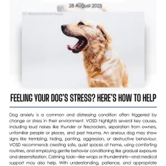 Dogs experience stress from loud noises, separation, or past trauma, showing signs like trembling or hiding. I offer advice on how to help, such as creating safe spaces and using gentle conditioning to ease their anxiety.