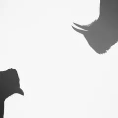 My first experiment with in-camera double exposure. I captured this young Red Vented Bulbul in my backyard, intrigued by my camera's shutter sound, and layered the exposures to create this curious, abstract silhouette.