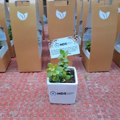 A single branded Jade plant for 'MDS Engineering Solutions' shown alongside its custom golden gift carrier. This highlights the complete, cohesive gifting package we offer.