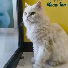 A beautiful, fluffy white cat gazes out the window. I provide plenty of safe and secure spots for guests to watch the world go by, a favorite feline pastime.
