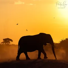 An African elephant silhouetted against the golden hour glow of Amboseli. My expeditions focus on mastering light, and I love guiding participants to create artistic shots like this, moving beyond simple portraits to capture the mood of the landscape.