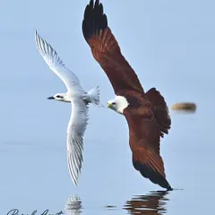 A dramatic mid-air chase over the water as a majestic Brahminy Kite pursues a swift Little Tern. This photograph freezes a split-second of nature's timeless dance of predator and prey, showcasing the power and grace of these coastal birds.