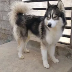 A handsome Husky poses for the camera. We love capturing these beautiful moments with our guests.