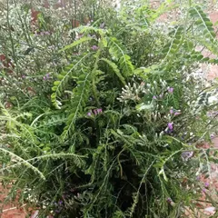 Freshly gathered Neelayamari (Indigo) and other herbs, ready to be used in our hair oil. Using fresh, potent herbs is the secret to the effectiveness of my traditional kaachenna.