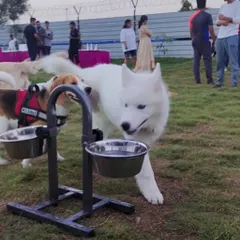 We love hosting events for our furry friends and their parents. Here's a guest enjoying a drink during our paw some evening of games and fun. It's all about building a happy pet community.