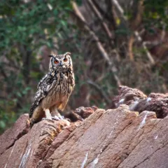 An 'owlsome' Monday sighting. This Indian Eagle Owl, perched regally on the rocks of the Aravallis, watches over its territory with inquisitive, fiery eyes.